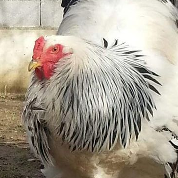(فیلم)بزرگترین مرغ جهان که با دیدنش شگفت زده خواهید شد/این مرغ نزدیک به 1 متر قد دارد!