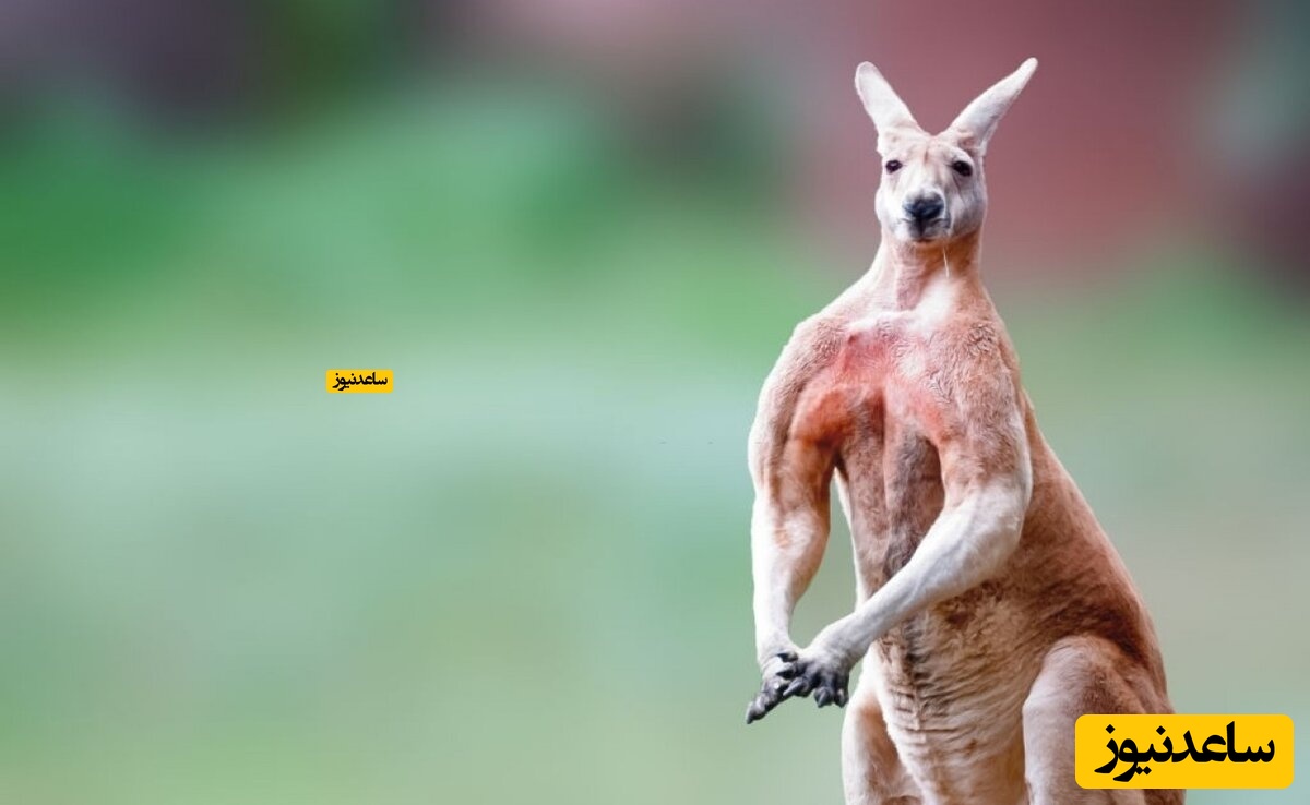 رفتار وحشیانه یک  مرد با کانگورو اعتراض حامیان حیوانات را برانگیخت + فیلم