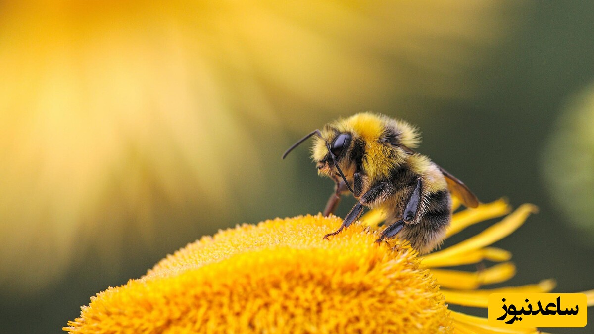 دیدن زنبور در خواب چه تعبیری دارد؟ / تعبیر خواب زنبور + فیلم