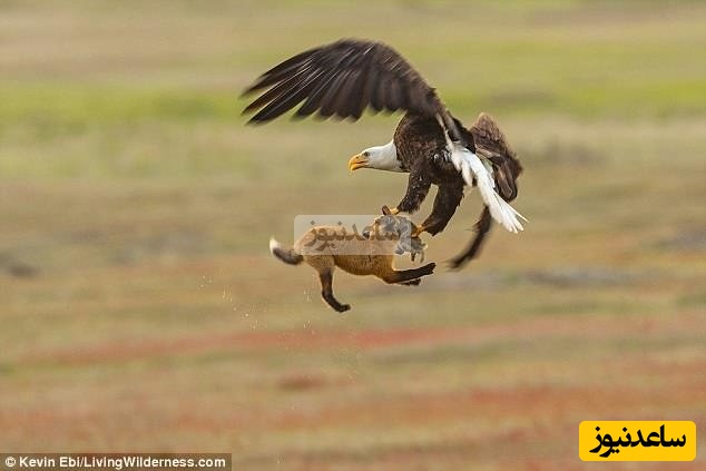 مستند حیات وحش؛ این داستان محافظت جانانه گربه مادر از بچه‌هایش در برابر پرندگان شکاری و خطرناک+فیلم