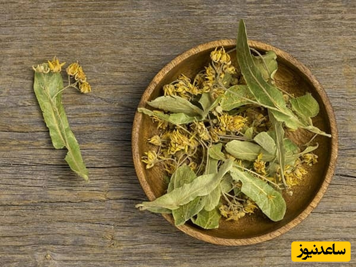برگ سنا چیست؟ بررسی کامل خواص دارویی، نحوه مصرف و عوارض احتمالی