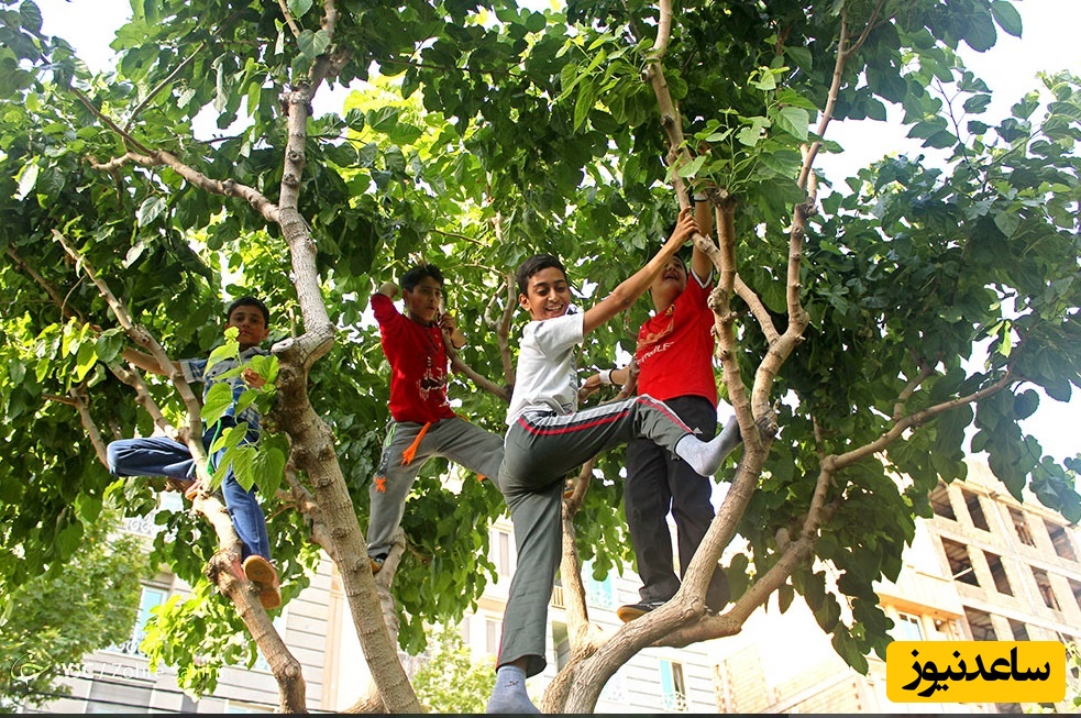 خلاقیت خنده‌دار پدر ایرانی در چیدن توت حماسه ساز شد/ وقتی بابات با پرده خونه مهندسی میکنه/ بفرما تکنولوژی😂
