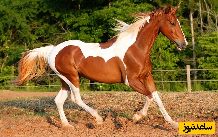 زیباترین و اصیل ترین اسب ایرانی که دست پرورده عشایر است+عکس