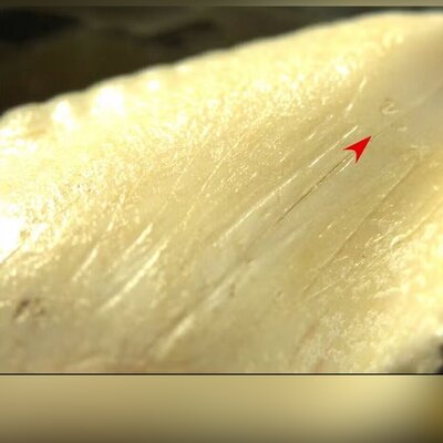کشف سلاح‌های 7 هزارساله از جنس «دندان کوسه» +عکس