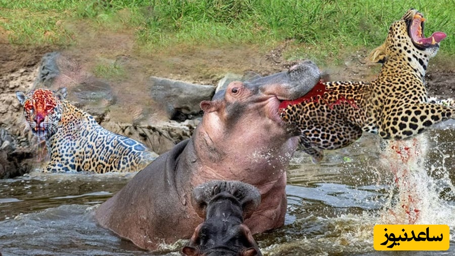 مستند حیات وحش؛ لحظاتی تماشایی از جسارت توله‌پلنگ‌ها در رویارویی پرتنش با اسب آبی + ویدیو