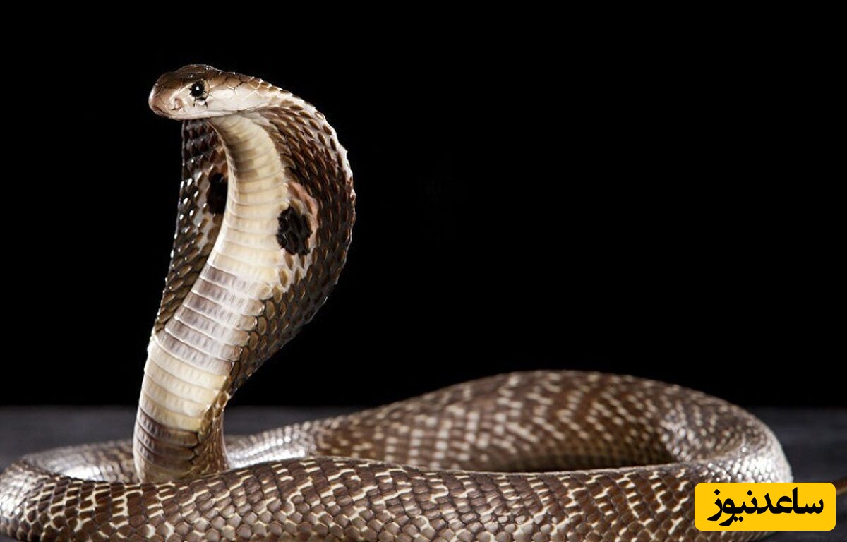 دیدن نیش زدن مار در خواب چه تعبیری دارد؟ / تعبیر خواب مار + فیلم