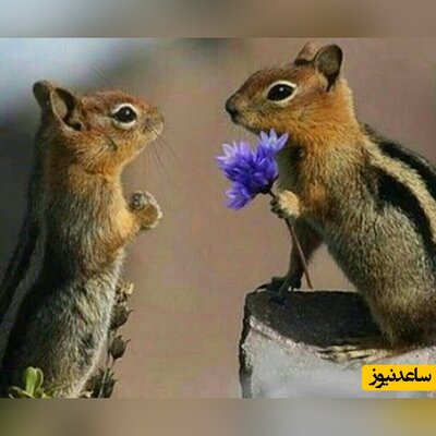 رمانتیک ترین حیوان دنیا؛ سنجاب وقتی عاشق می‌شود به عشقش گل هدیه می‌دهد+عکس