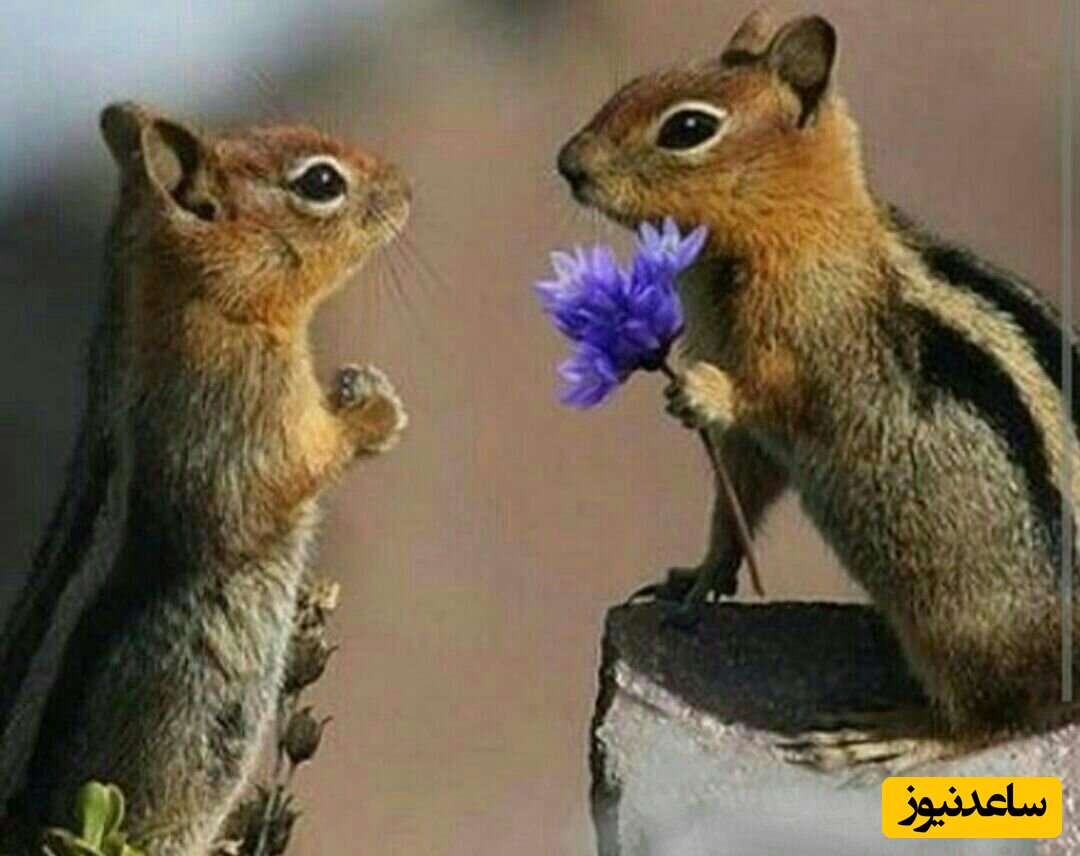 رمانتیک ترین حیوان دنیا؛ سنجاب وقتی عاشق می‌شود به عشقش گل هدیه می‌دهد+عکس