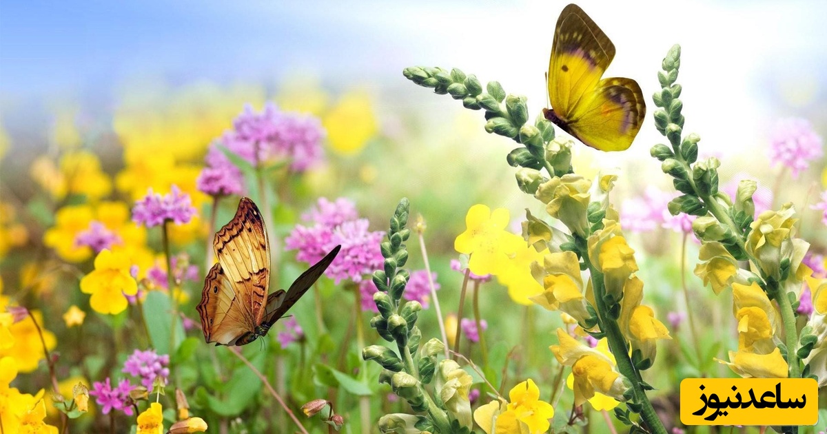 دیدن فصل تابستان در خواب چه تعبیری دارد؟ / تعبیر خواب فصل تابستان