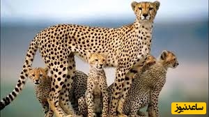 حیات وحش ؛ مستند حیات وحش حیوانات/ شکار نفس‌گیر یک شاخ‌چنگی توسط ائتلاف یوزها