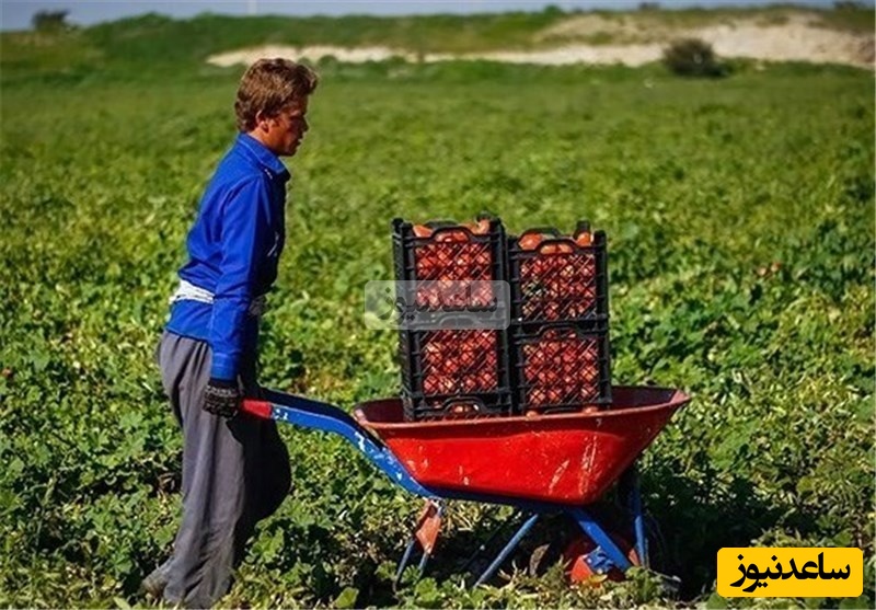 خلاقیت خنده دار و تحسین برانگیز کشاورز تبریزی در استفاده بهینه از کمربند ایمنی پراید شاهکاریه برای خودش 😂/ اصلا  نمیتونی فکرشم کنی که کجا استفاده شده