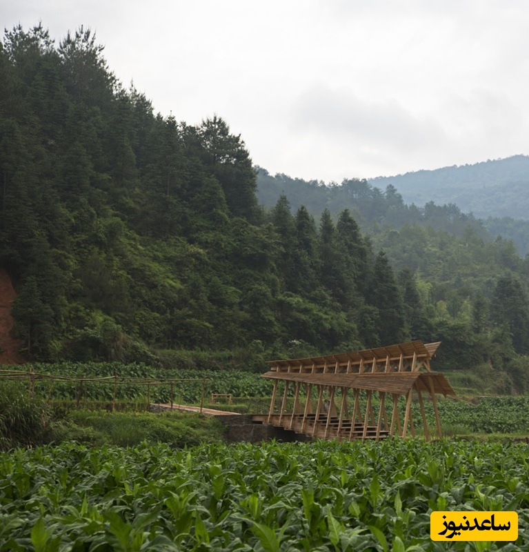 پل باد و باران، دان هولوهان، دانشگاه هنگ کنگ