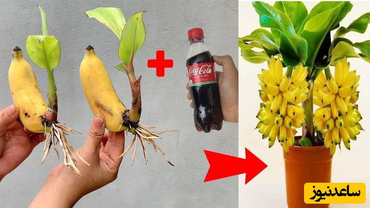 نحوه کاشت درخت موز با کمک میوه و کوکاکولا سه سوته در خانه + ویدئو