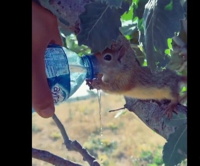 (ویدئو) سیراب کردن سنجاب تشنه با آب معدنی