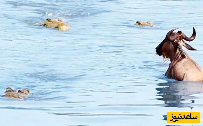 حیات وحش ؛ مستند حیات وحش حیوانات/ نجات معجزه آسای یک کل یالدار از دست 3 کروکودیل گرسنه