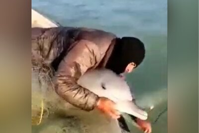 (فیلم) آزادسازی دلفین گرفتار شده در تور ماهیگیری توسط صیادان ایرانی / دمت گرم بوشهری باشعور