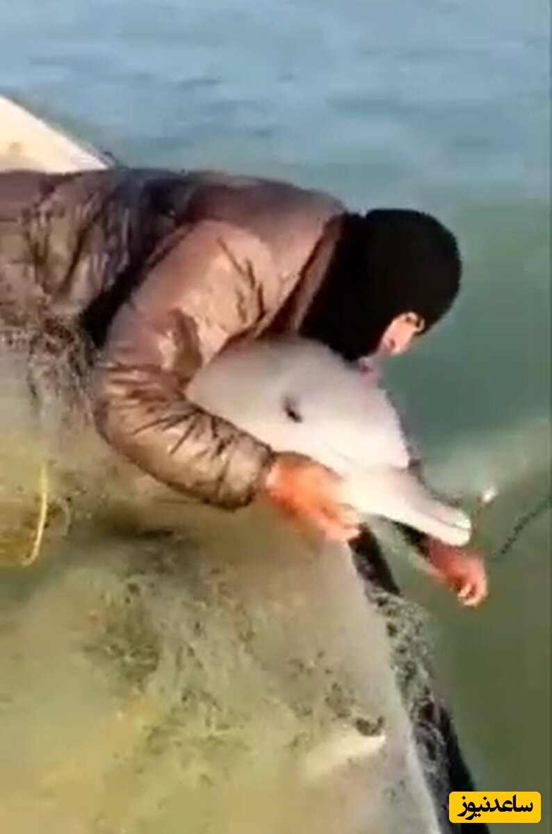 (فیلم) آزادسازی دلفین گرفتار شده در تور ماهیگیری توسط صیادان ایرانی / دمت گرم بوشهری باشعور