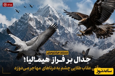 (ویدئو) مستند حیات‌وحش، جدال بر فراز هیمالیا؛ وقتی عقاب طلایی چشم به درناهای مهاجر می‌دوزد