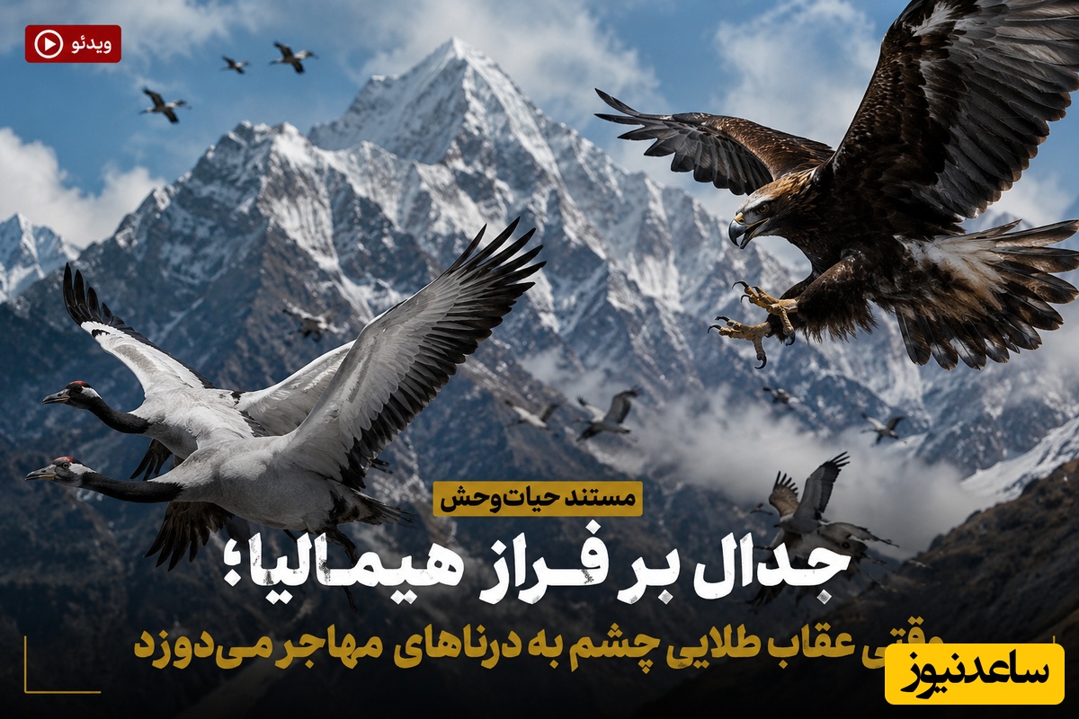 (ویدئو) مستند حیات‌وحش، جدال بر فراز هیمالیا؛ وقتی عقاب طلایی چشم به درناهای مهاجر می‌دوزد