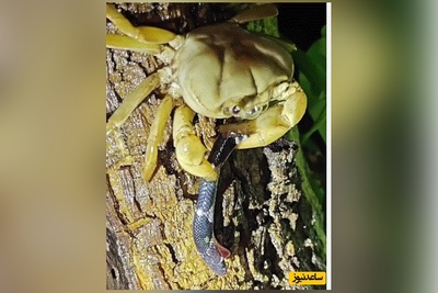 (ویدئو) مستند حیات وحش حیوانات/سر مار در چنگ خرچنگ؛ صحنه‌ای عجیب از طبیعت