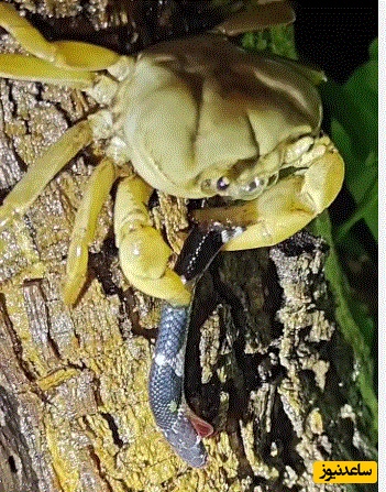 (ویدئو) مستند حیات وحش حیوانات/سر مار در چنگ خرچنگ؛ صحنه‌ای عجیب از طبیعت