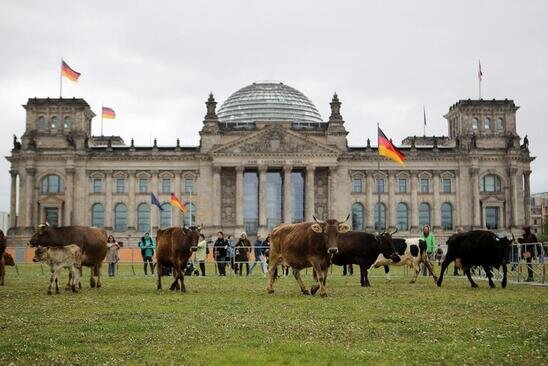گله ای از گاوها در خارج از ساختمان رایشستاگ (پارلمان) آلمان در جریان اعتراضی که توسط فعالان صلح سبز و حقوق حیوانات در مورد مدت زمانی که حیوانات باید در مراتع بیرون چرا کنند، جمع شده اند./ رویترز