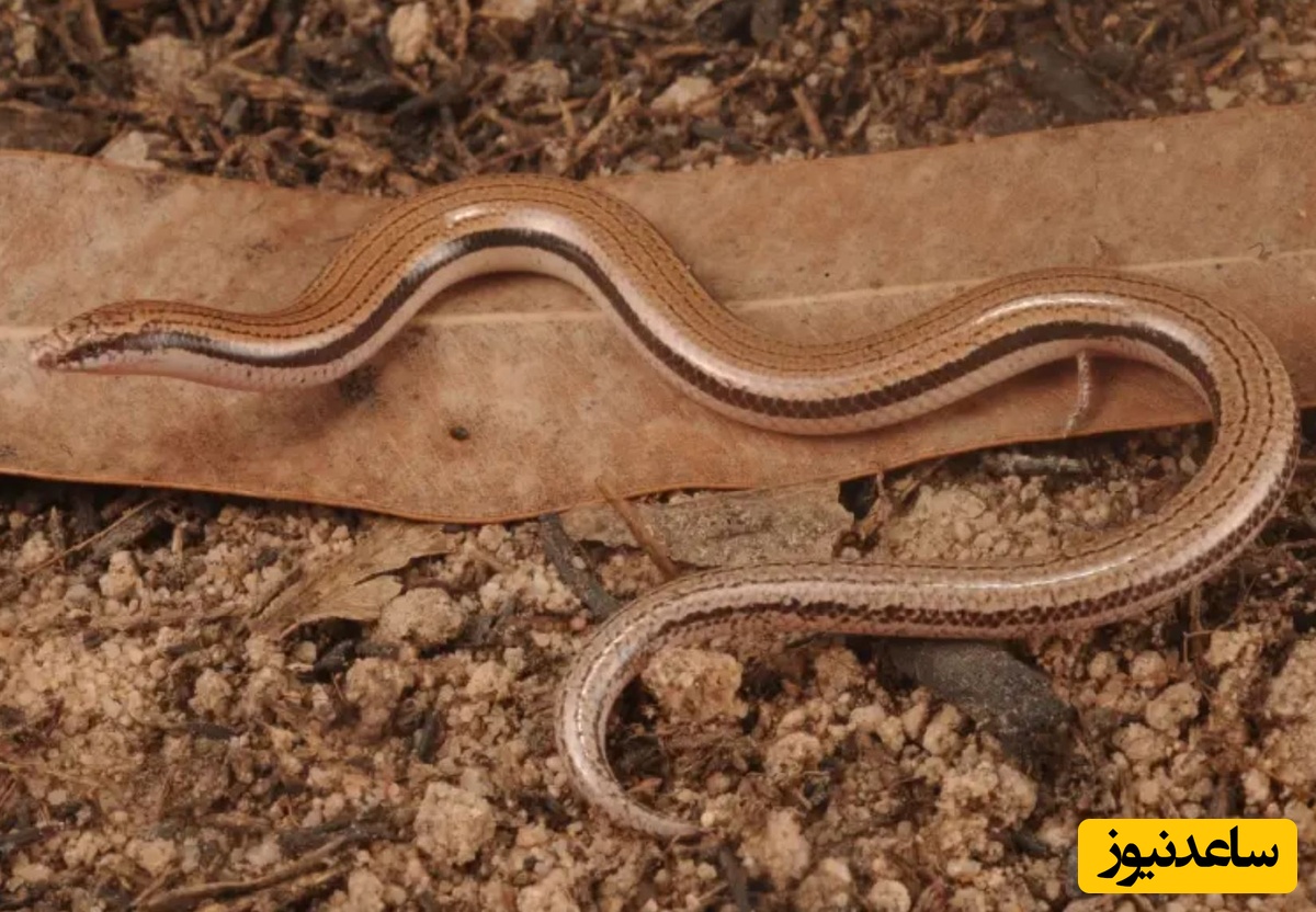 مارمولک بدون دست