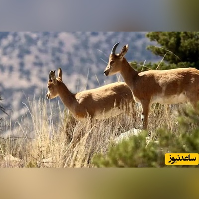 انفجارهای پیاپی و آسیب‌ جدی بر طبیعت و حیات‌وحش/ حیوانات با هر انفجاری به مناطق دیگری فرار می کنند که این گریختن به عنوان یک تهدید برای بقای آنها محسوب می‌شود.