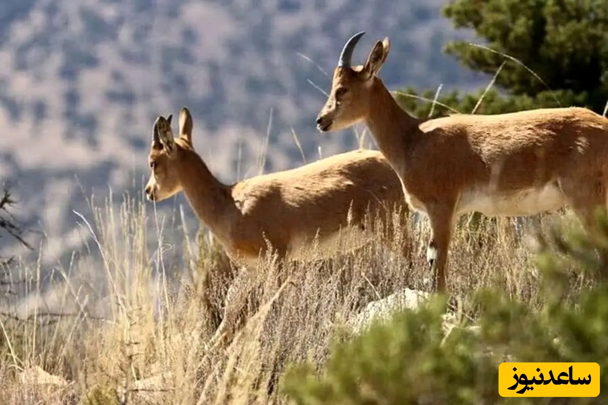 انفجارهای پیاپی و آسیب‌ جدی بر طبیعت و حیات‌وحش/ حیوانات با هر انفجاری به مناطق دیگری فرار می کنند که این گریختن به عنوان یک تهدید برای بقای آنها محسوب می‌شود.