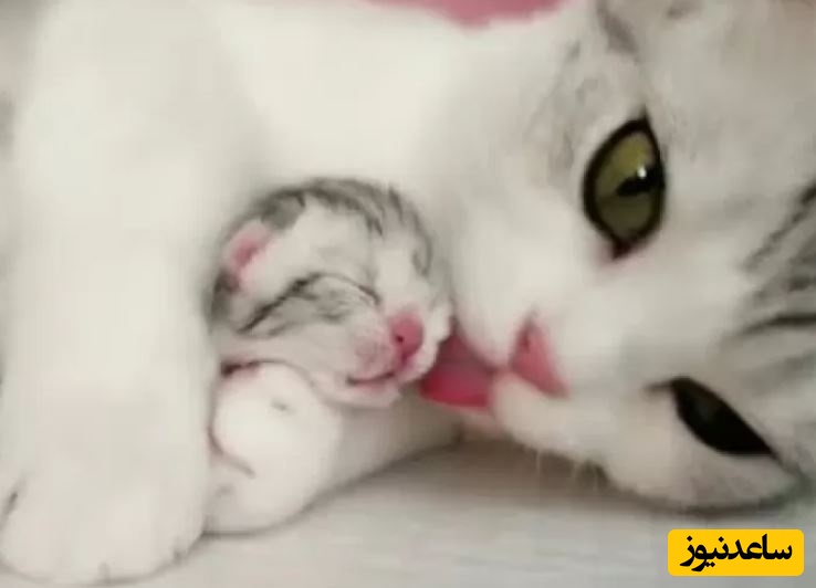 واکنش مغرورانه گربه مادر به شیر خوردن بچه‌اش میان بزغاله‌ها