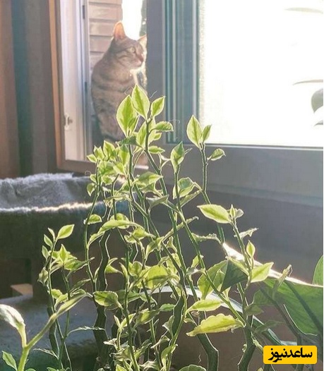 منزل هانیه توسلی