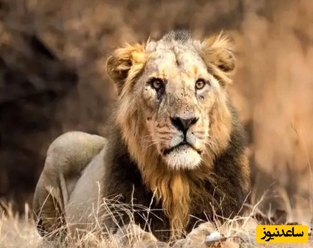 (ویدئو) حیات وحش ؛ مستند حیات وحش حیوانات/ لحظه نجات سلطان جنگل از چاه 9 متری