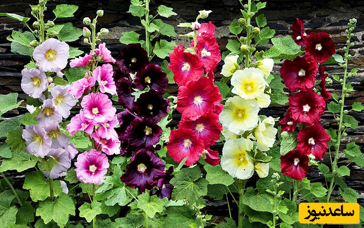 دیدن  گل خطمی (ختمی) در خواب چه تعبیری دارد؟ / تعبیر خواب گل  خطمی