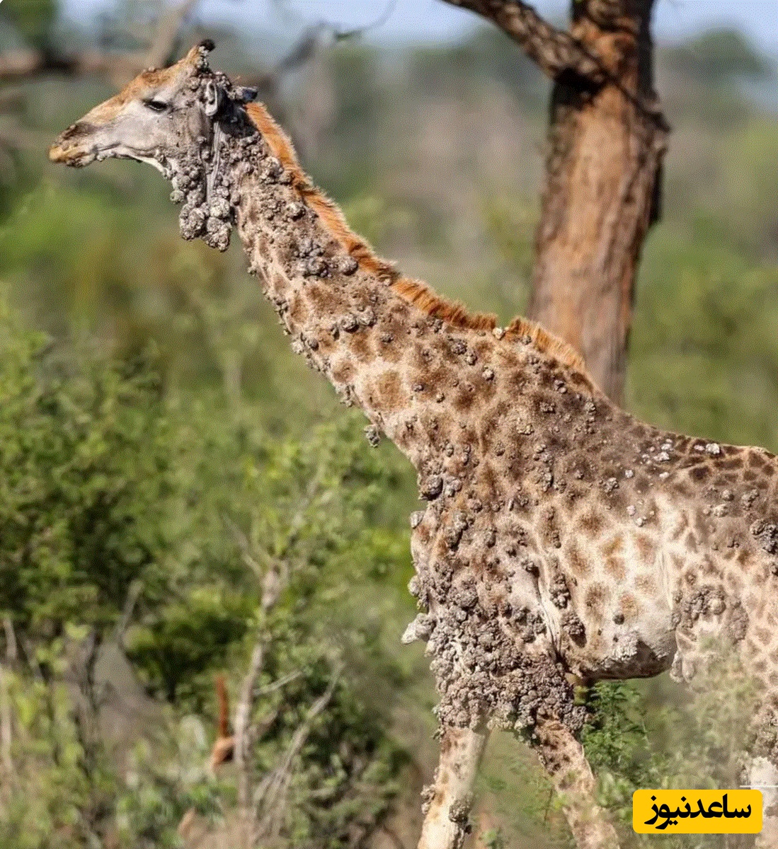 (ویدئو) حیات وحش ؛ مستند حیات وحش حیوانات/ صحنه ترسناک آلوده شدن بدن یک زرافه به ویروس
