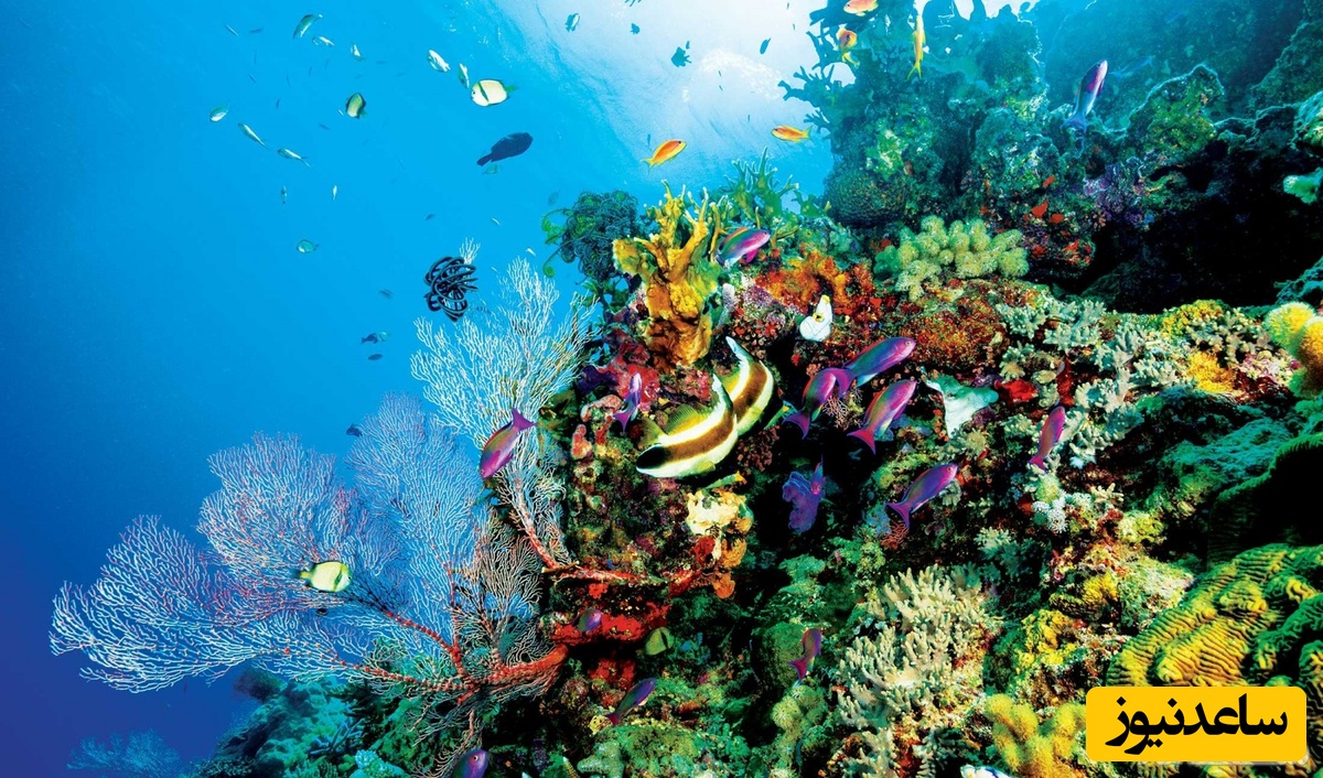 دیدن مرجان در خواب چه تعبیری دارد ؟ / تعبیر خواب مرجان