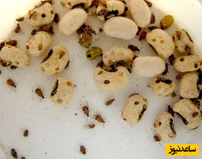 چرا حبوبات حشره می‌زند؟ | بهترین روش‌های خانگی برای جلوگیری از حشره زدن حبوبات