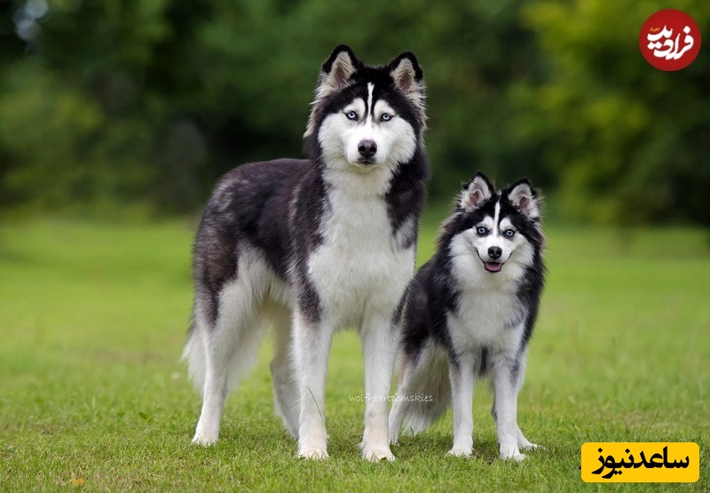 پامسکی (Pomsky)  