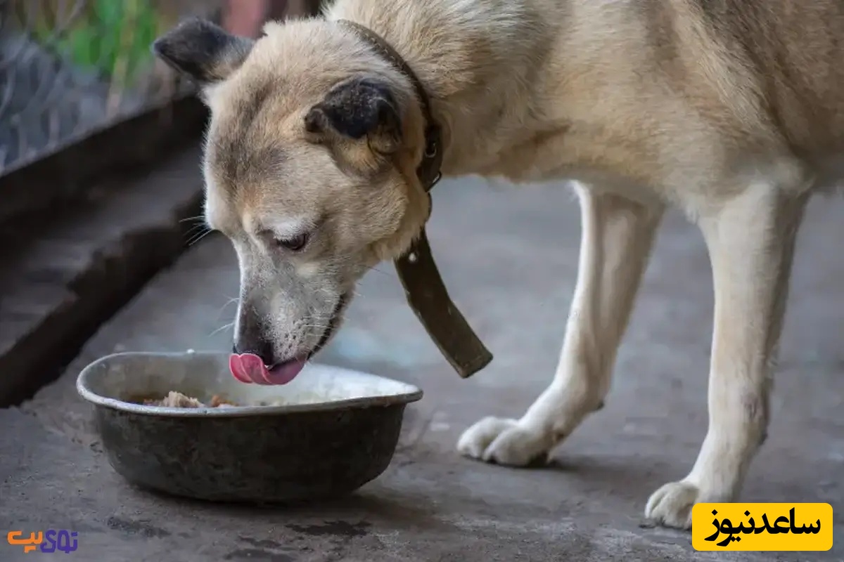 ببینید| لحظات جگرسوز سگ کشی بی رحمانه توسط شهرداری پردیس با خوراندن سم