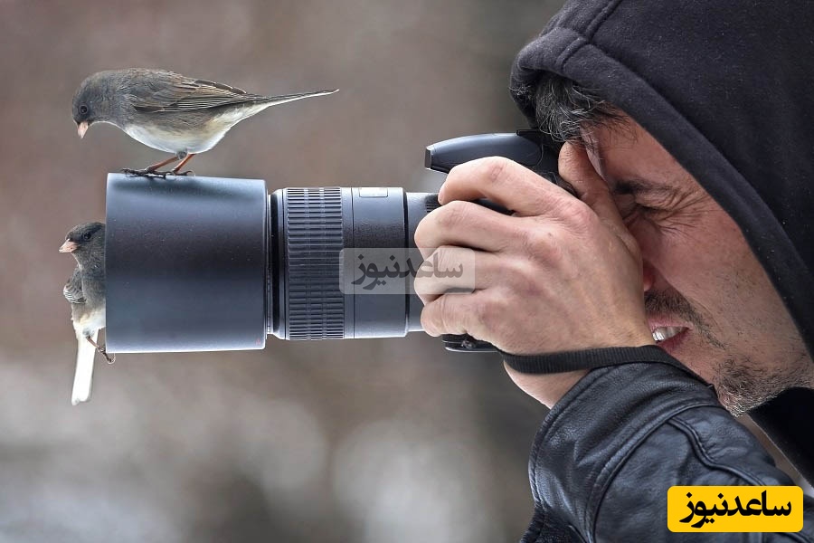 تصاویر حیرت‌انگیز حیات وحش که برنده‌ی مسابقه عکاسی بریتانیا 2024 شدند/ از اژدهای ریش‌دار واقعی تا هدیه‌ی جذاب درنای قطبی نر به جفتش