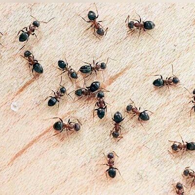 چگونه با روش های آسان خانگی مورچه ها را از خانه دور کنیم