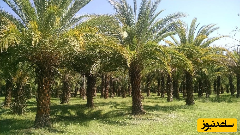 دیدن نخل در خواب چه تعبیری دارد ؟ / تعبیر خواب نخل