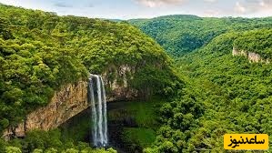 جنگل آمازون