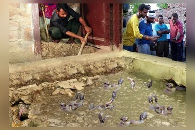 ویژه علاقه مندان به مستند حیات وحش حیوانات: بیرون کشیدن مار کبرا و 9 توله اش از کف یک خانه روستایی توسط مارگیر مشهور هندی