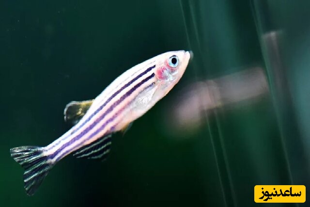 پرورش گورخرماهی در فضا توسط چینی‌ها+عکس