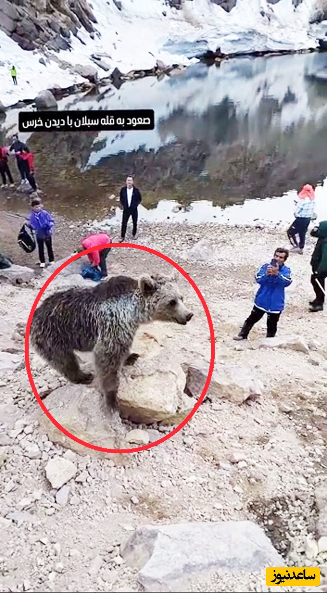 (فیلم) نزدیک شدن عجیب کوهنوردان به خرس‌های قله سبلان😲 / اگر خبر رسید خرس‌ها کوهنوردان رو دریدند بدونید خرس‌ها بی تقصیر بودند!!!