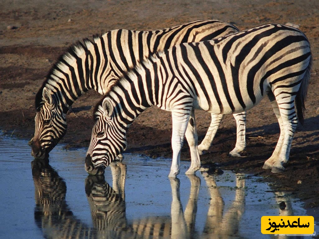 دیدن گورخر در خواب چه تعبیری دارد؟ / تعبیر خواب گور خر