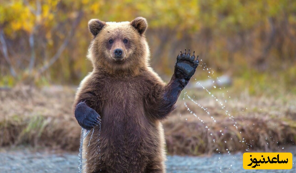 ماجرای کنجکاوی یک مهمان ناخوانده/ این خرس در خانه یک شهروند را زد!+عکس