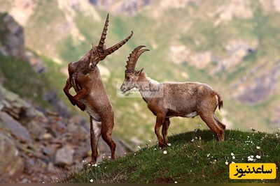 (ویدئو) مستند حیات‌وحش حیوانات؛ ماجرای امروز: بز کوهی بی‌باک که جاذبه را به سخره می‌گیرد!