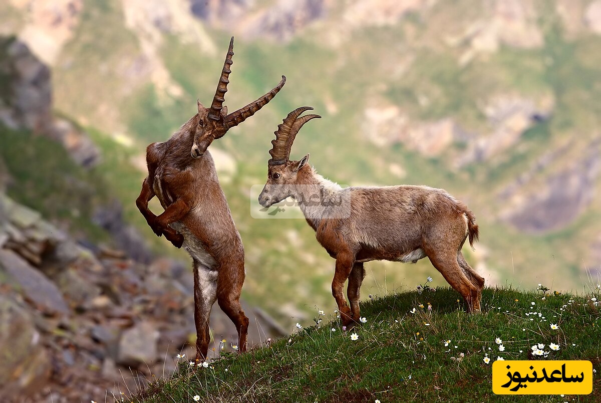 (ویدئو) مستند حیات‌وحش حیوانات؛ ماجرای امروز: بز کوهی بی‌باک که جاذبه را به سخره می‌گیرد!