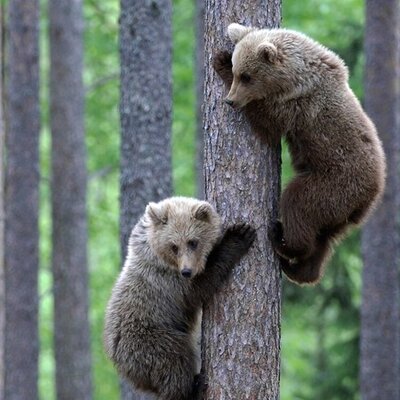 مهارت بالای دو خرس وحشی در بالا رفتن از درخت! +ویدئو